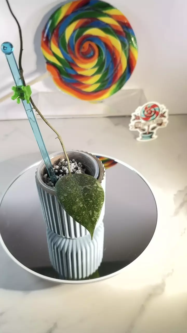 Hoya Verticillata sp. Nganjuk thumbnail