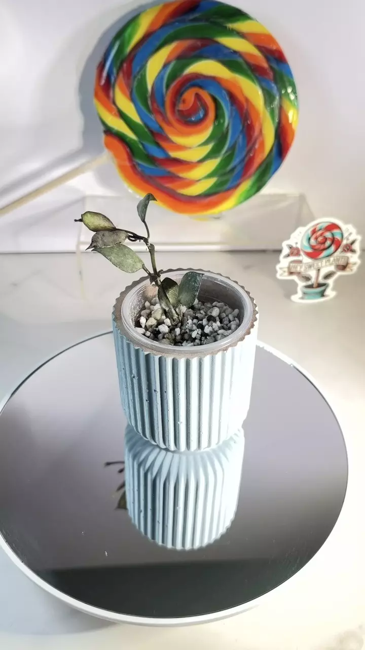 Hoya Lacunosa Violet thumbnail