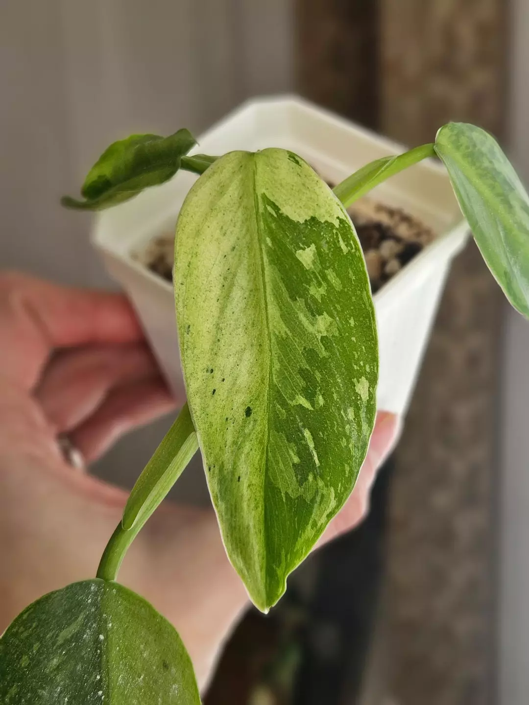 Philo Jose Buono 'Fiesta' thumbnail