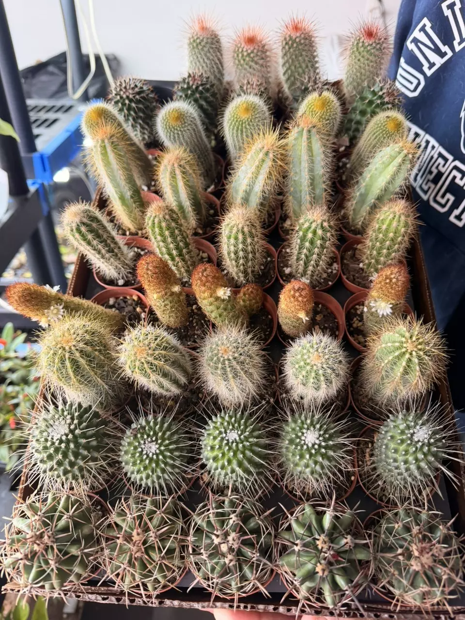 Assorted Cactus thumbnail