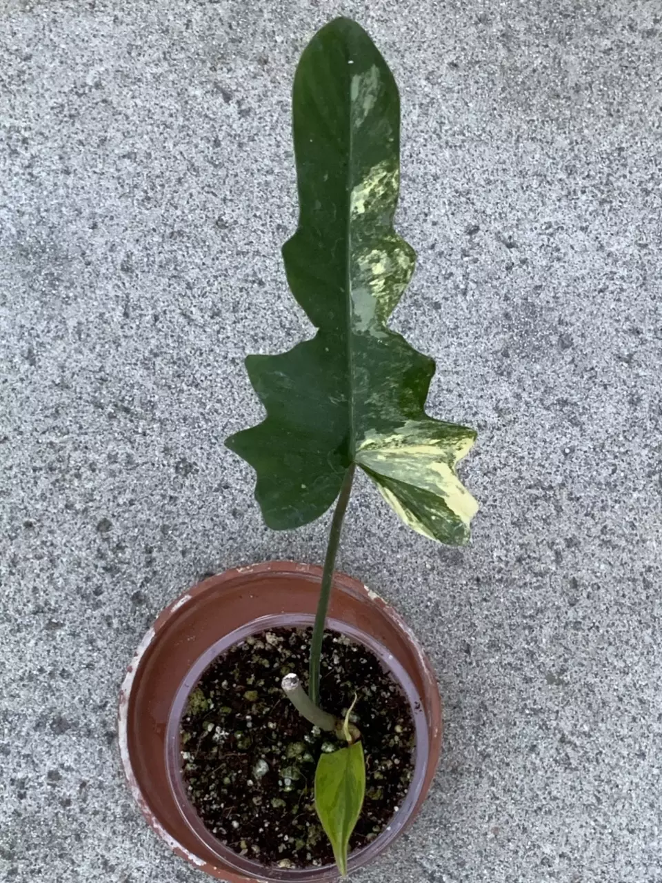 Philodendron Florida Beauty x Mayoii Variegated Narrow Form Sprouted Mid Cut thumbnail
