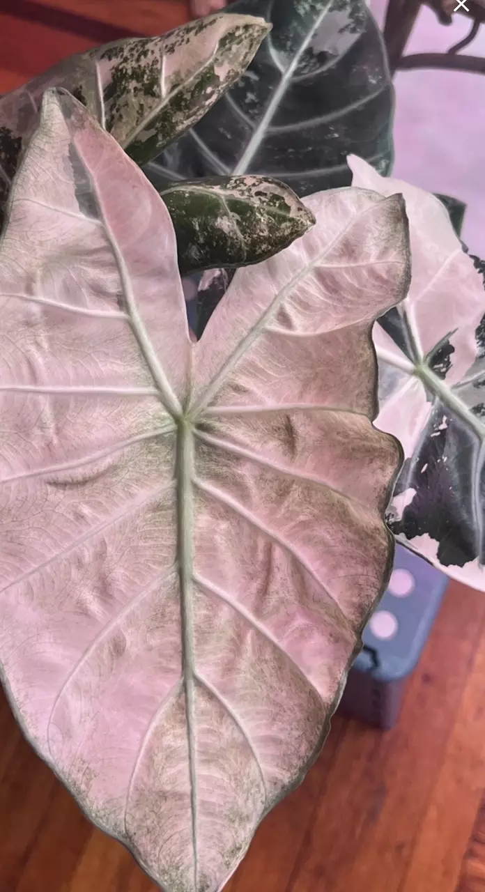 Alocasia pink dragon albo Mother and sibling in first pics (corm only) thumbnail