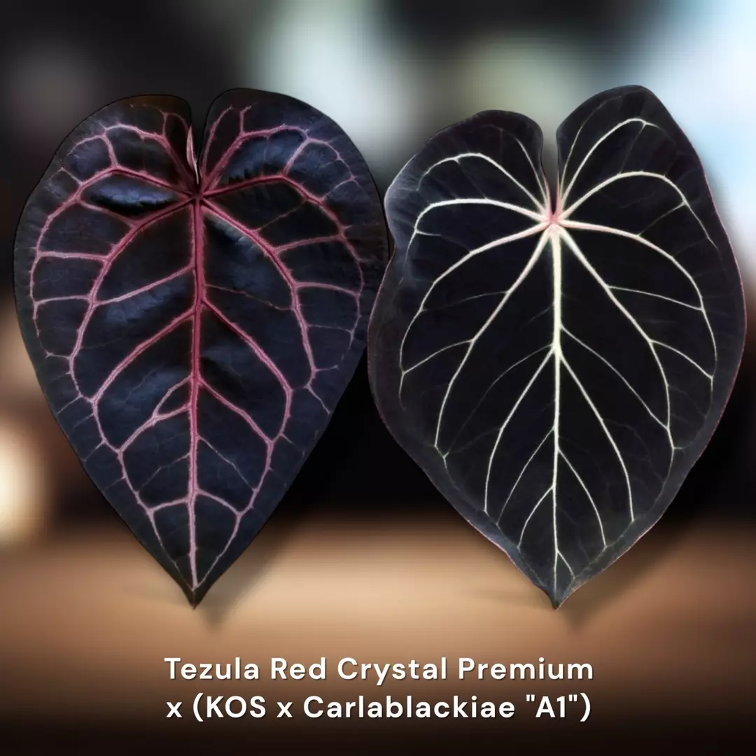 New Release :: Tezula Red Crystal  x (KOS x Carlablackiae) thumbnail