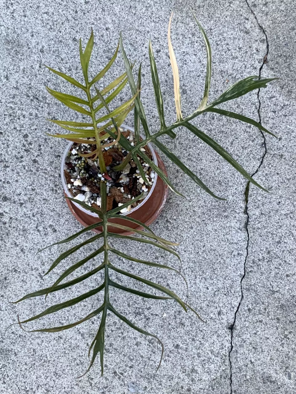 Philodendron Tortum Variegated thumbnail