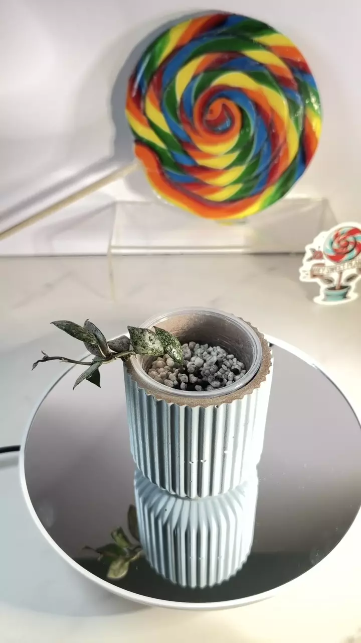 Hoya Lacunosa Black Aurora thumbnail