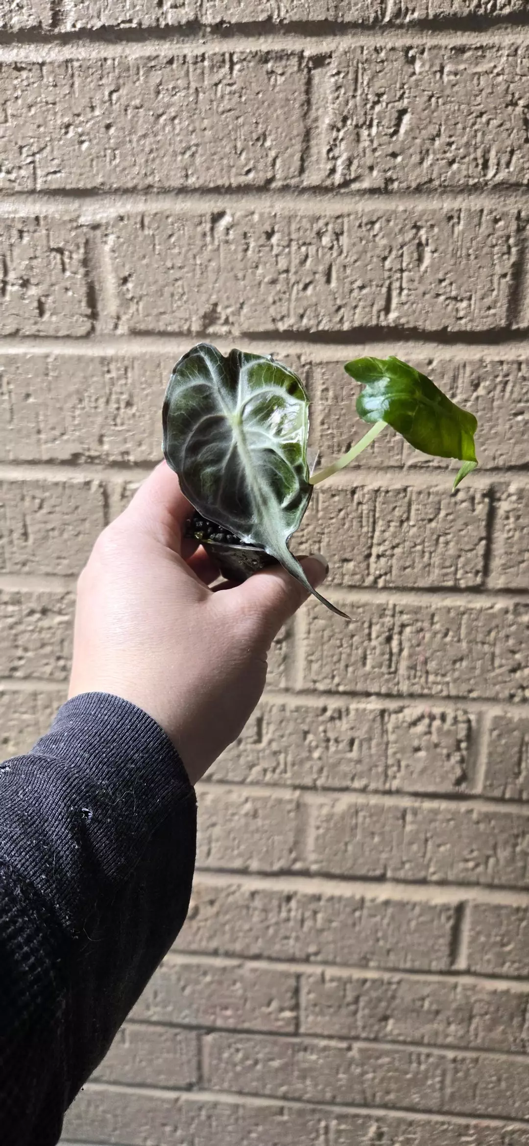 Alocasia venom gc thumbnail