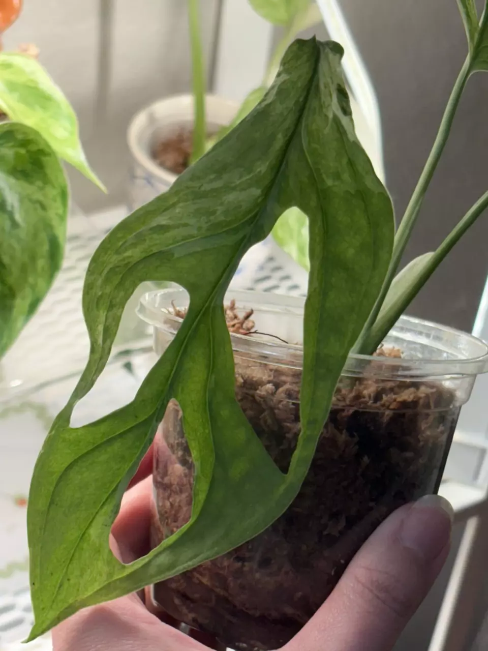 MAMV2 - monstera adansonii mint variegated thumbnail