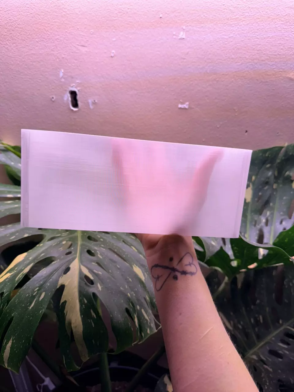 plant/Custom Dome for self watering tray-4