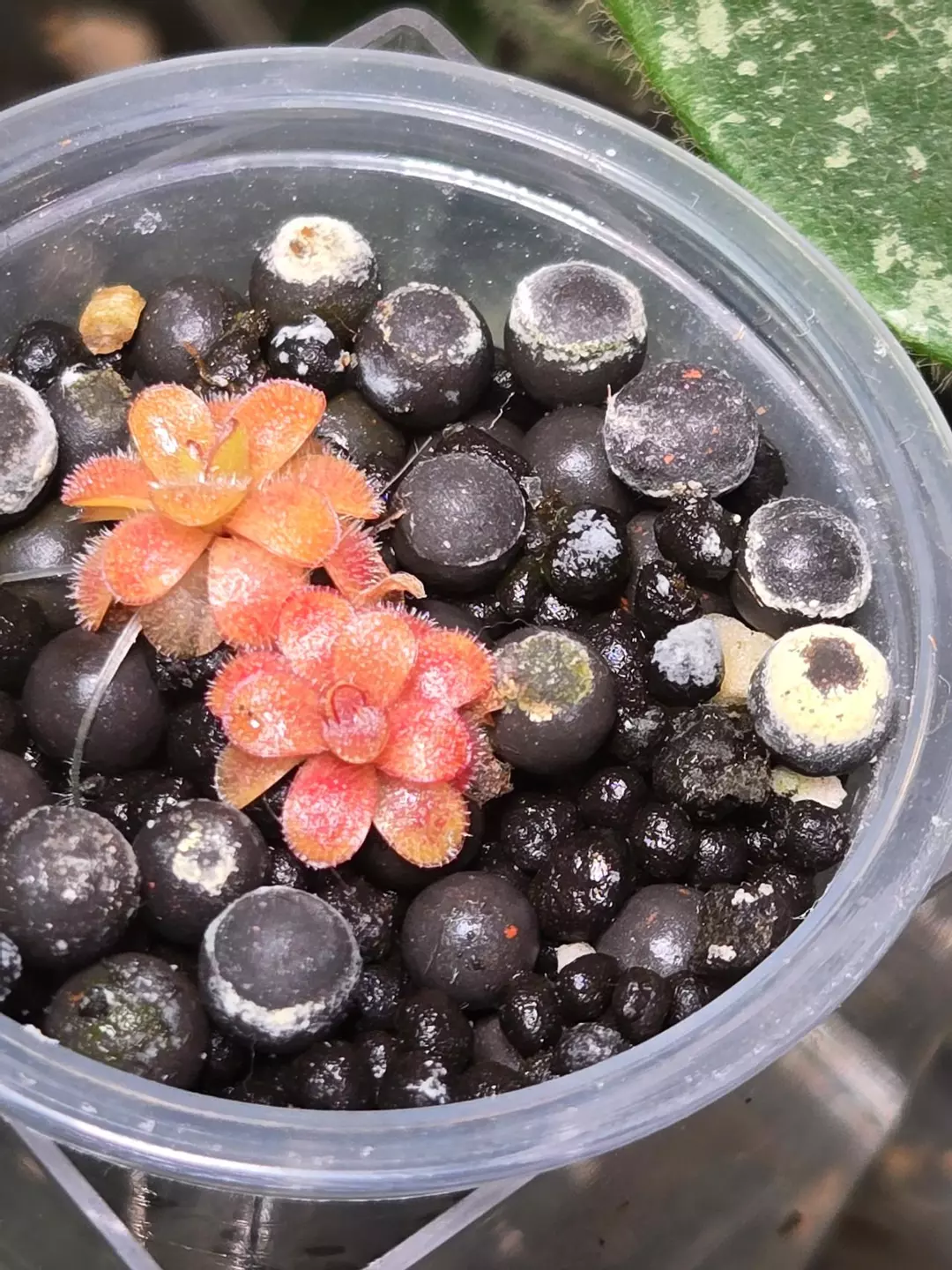 Pinguicula Martenzii PUPs x2 thumbnail