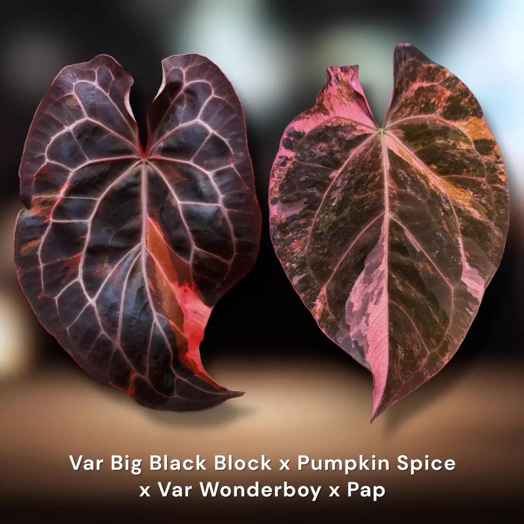 Variegated Seedling :: (Var. BBB X Pumkin Spice) x Var. Wonderboy X Pap thumbnail