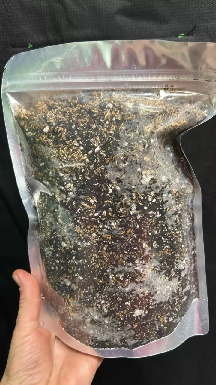 ONE QUART-Boss Moss mix thumbnail