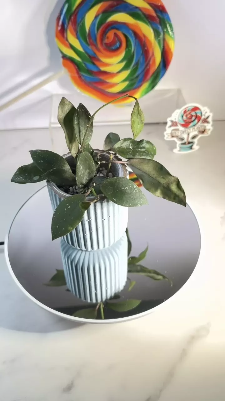 Hoya UT 152 thumbnail