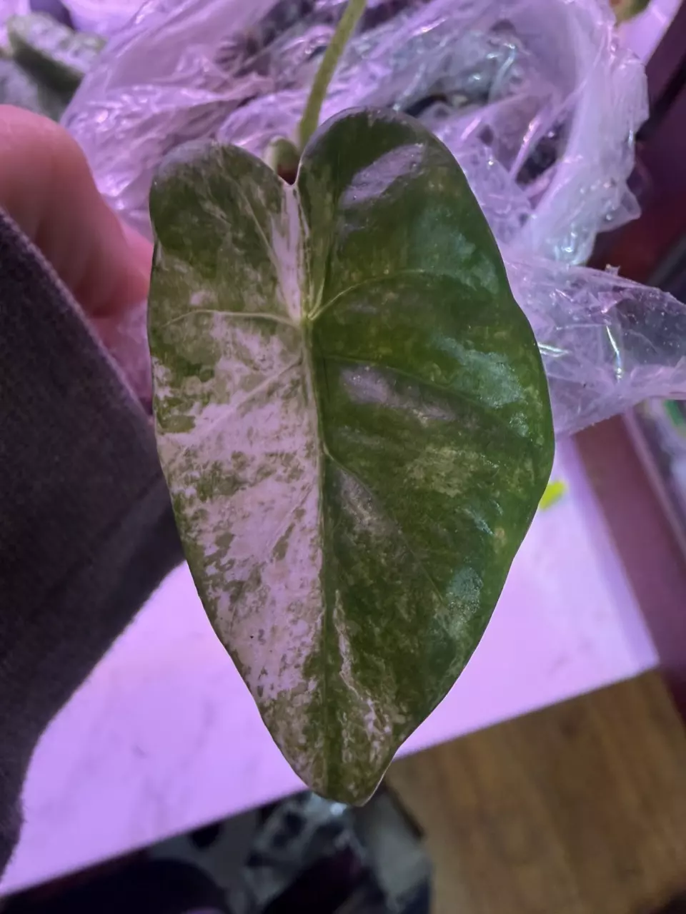 Camo alocasia pup (true camo) thumbnail