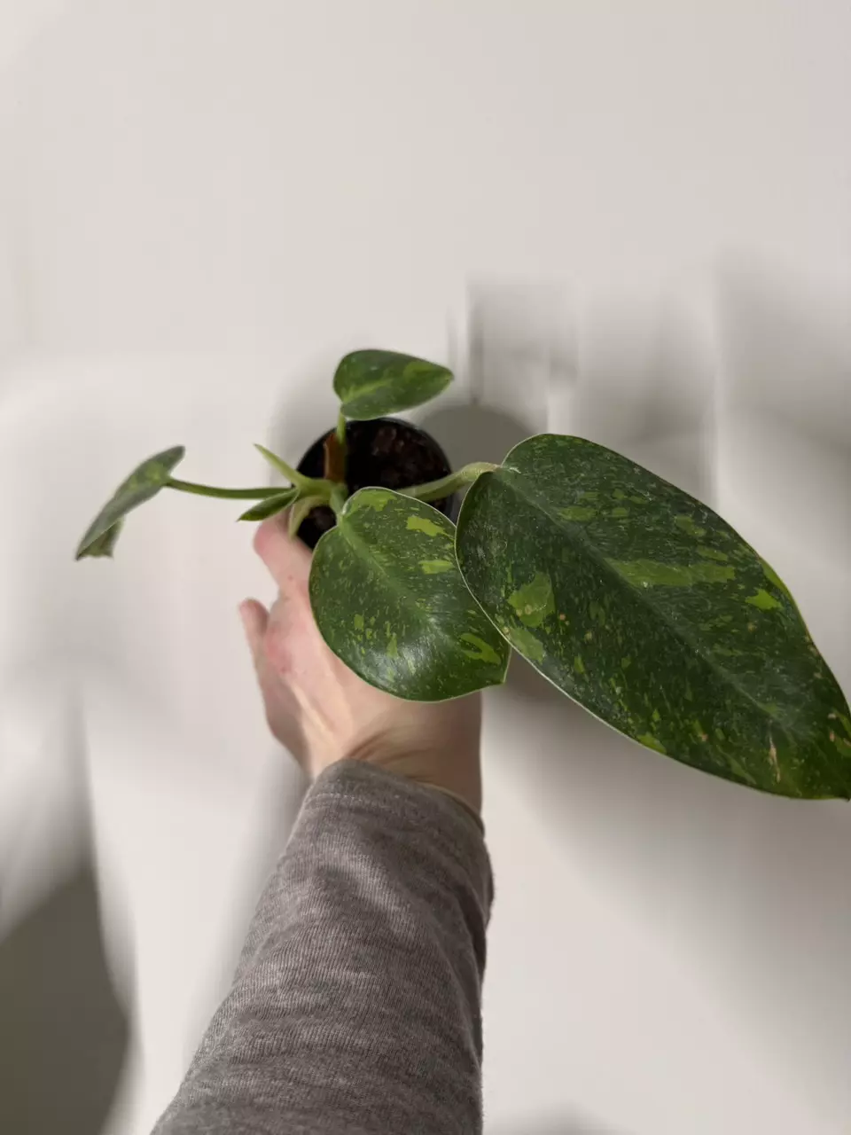 Green Congo nuclear thumbnail