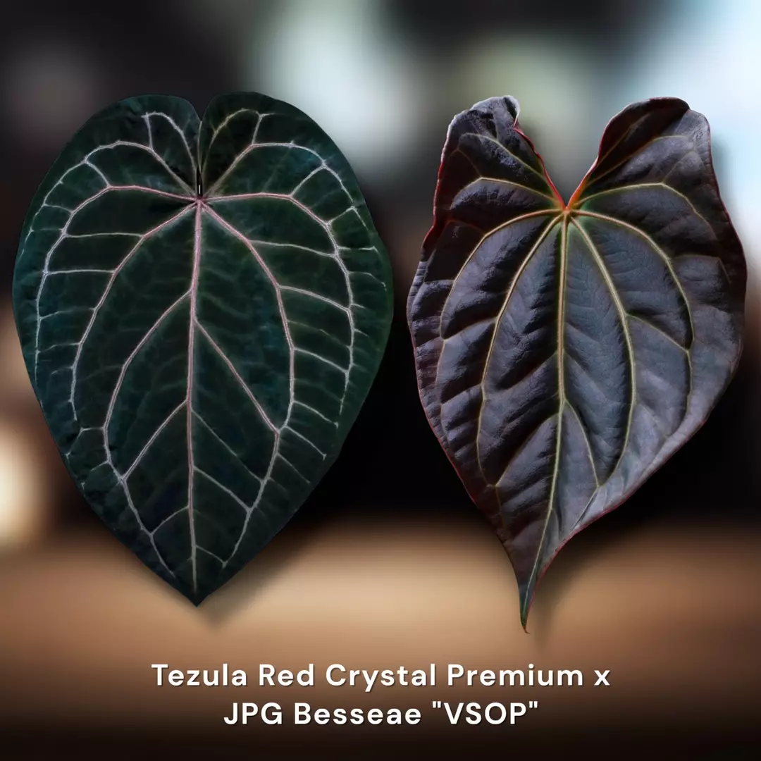 Tezula BWM x Besseae Aff. "VSOP" thumbnail