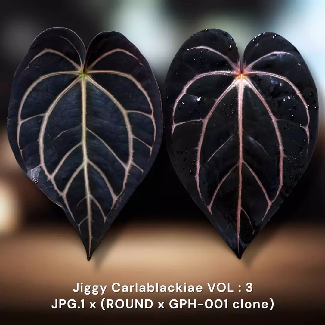 Jiggy Carla Volume 3 - Growers Choice 1-2 leafers thumbnail