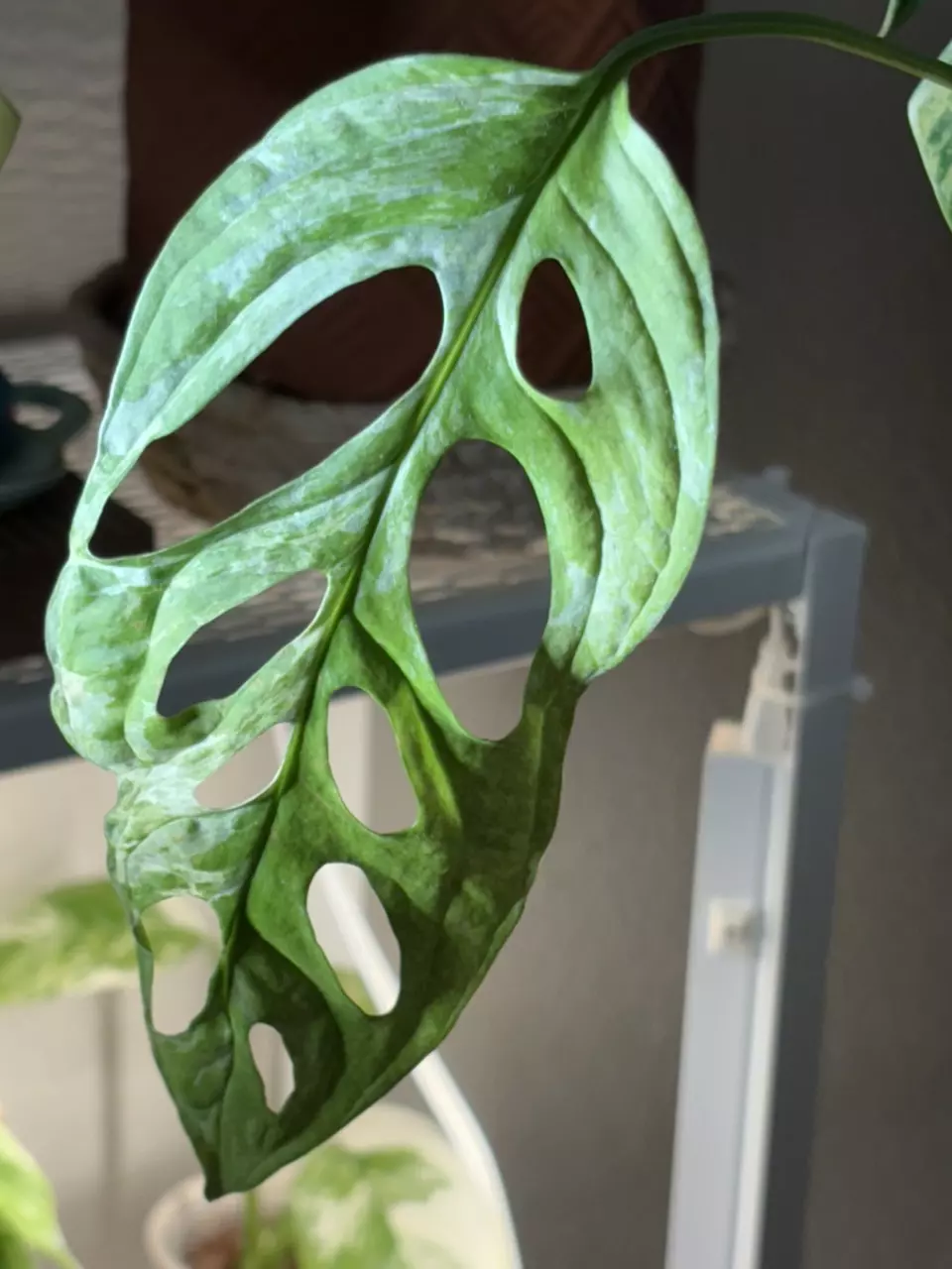 MAMV3 monstera adansonii mint variegated thumbnail