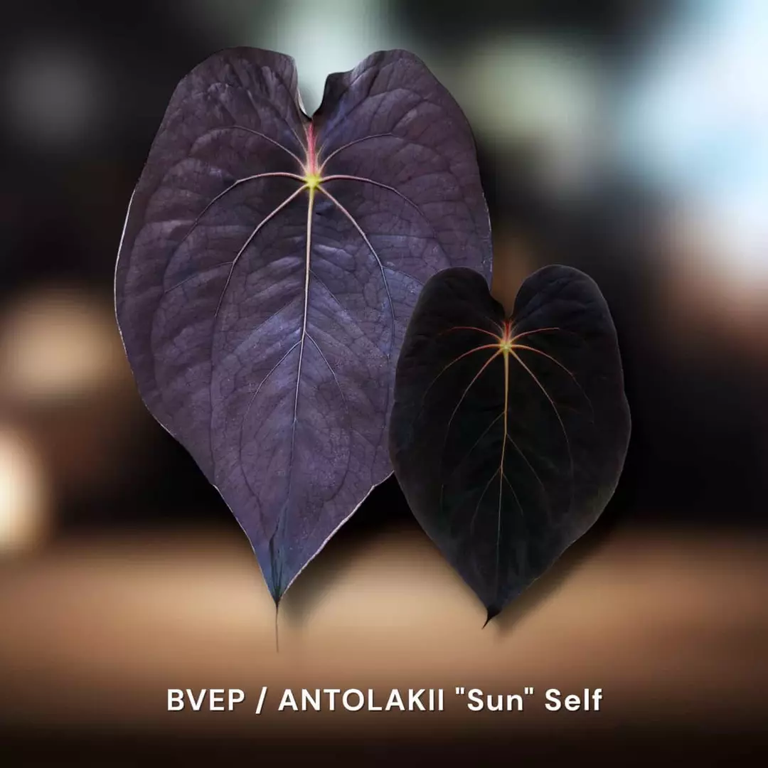 BVEP "Sun" Self thumbnail