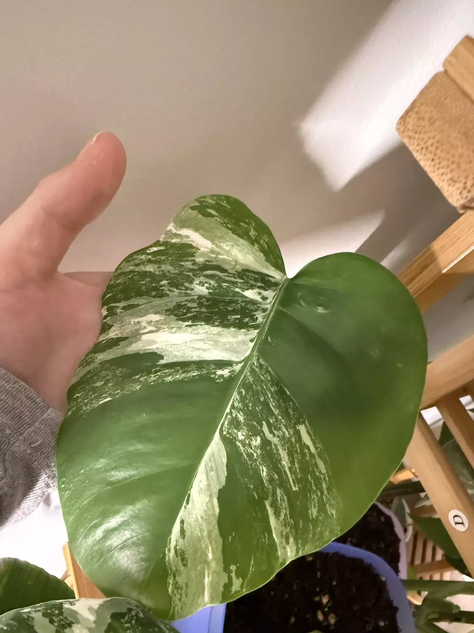 White tiger monstera thumbnail