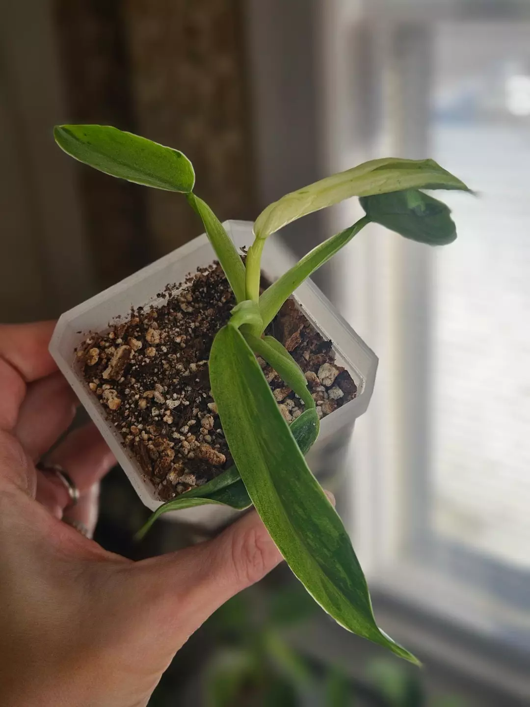 Philo Jose Buono 'Fiesta' thumbnail