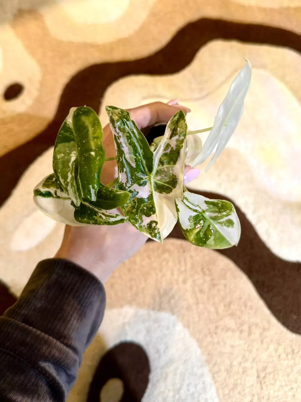 alocasia longiloba pink back albo 💕 thumbnail