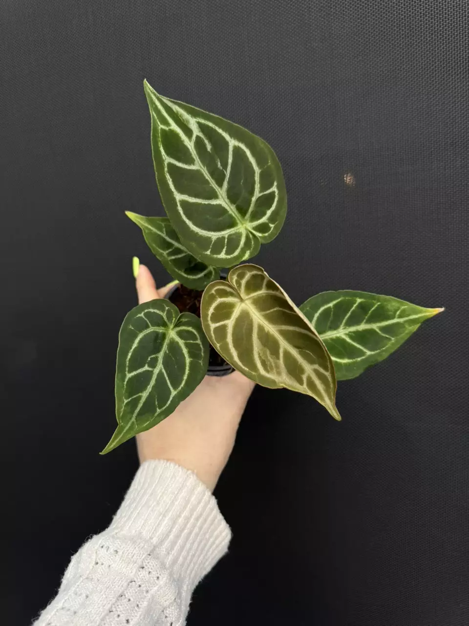 Anthurium Crystal Mag (blister variegation) thumbnail