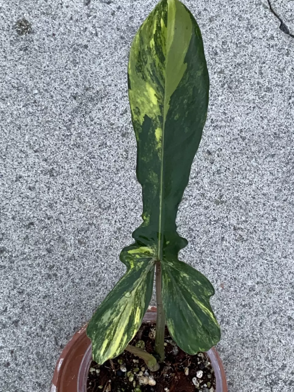 Philodendron Florida Beauty x Mayoii Variegated Narrow Form Top Cut Rooted thumbnail