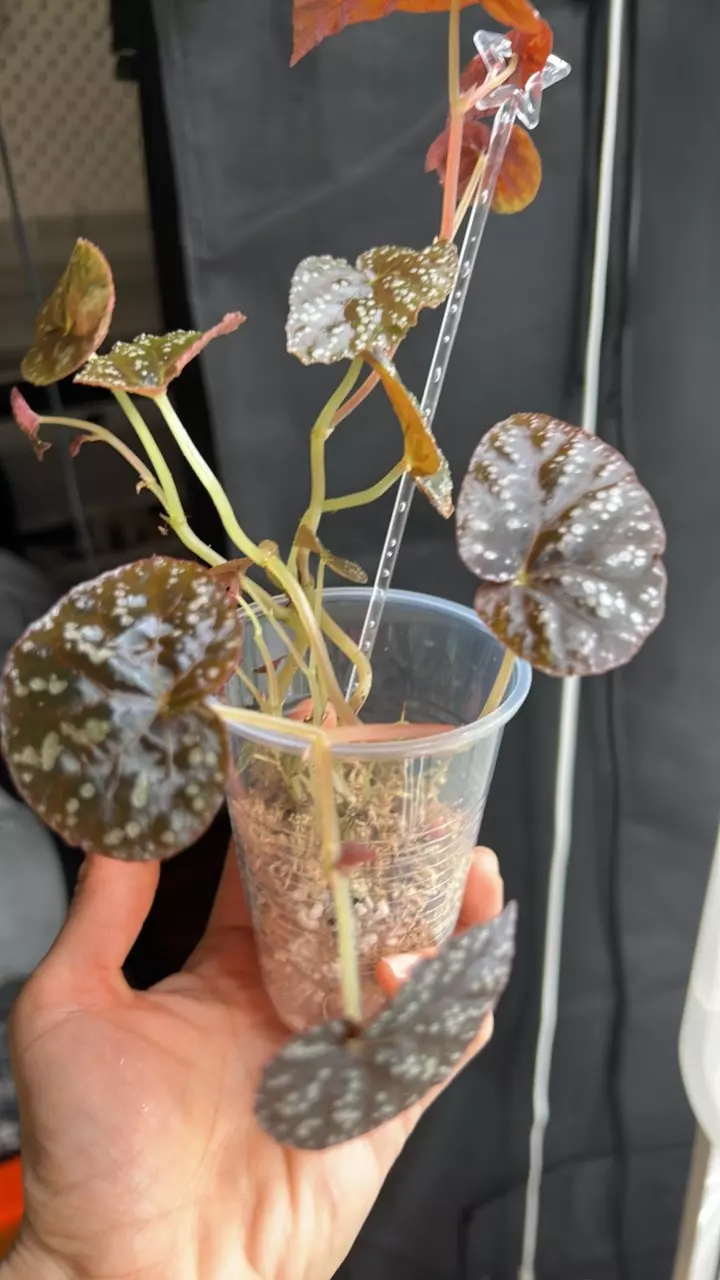 Begonia botanic ( 2node top cut only thumbnail