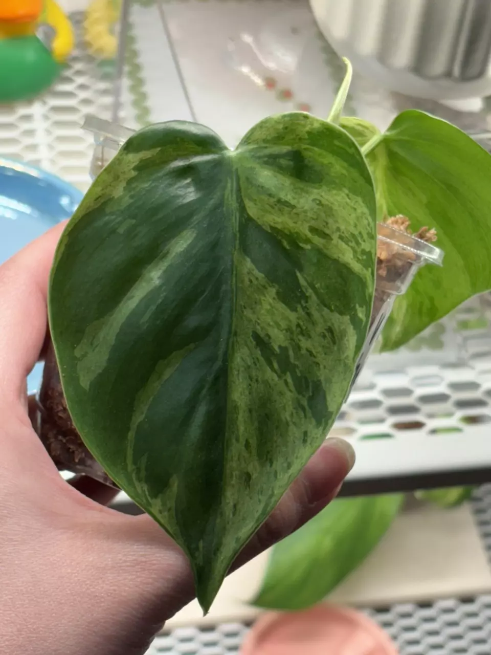 VHP4 - variegated heartleaf philodendron thumbnail