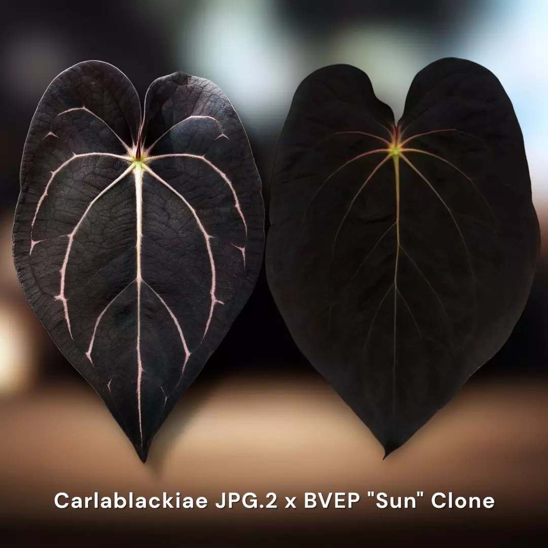 Carlablackiae JPG.2 x BVEP "Sun" Clone thumbnail