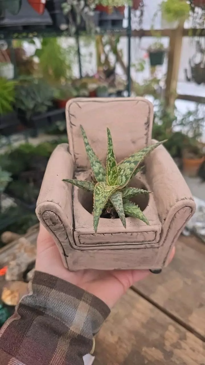 Cream Colored Cement Chair Planter thumbnail