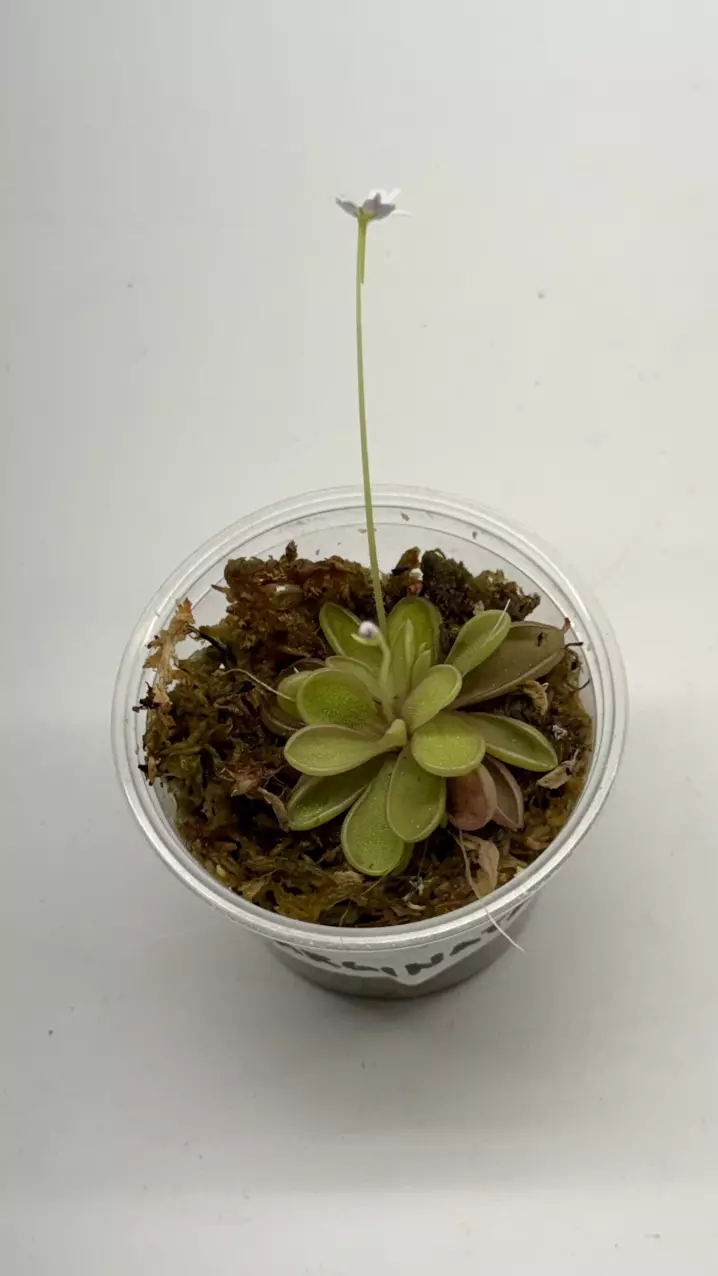 Pinguicula emarginata #02 thumbnail