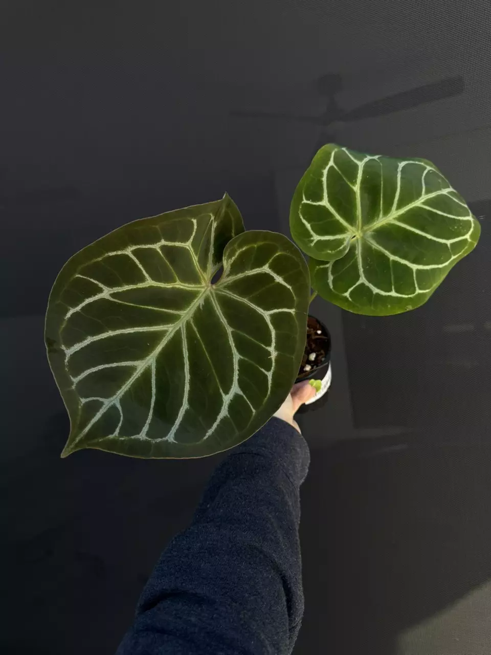 anthurium red crystal x dorayaki thumbnail