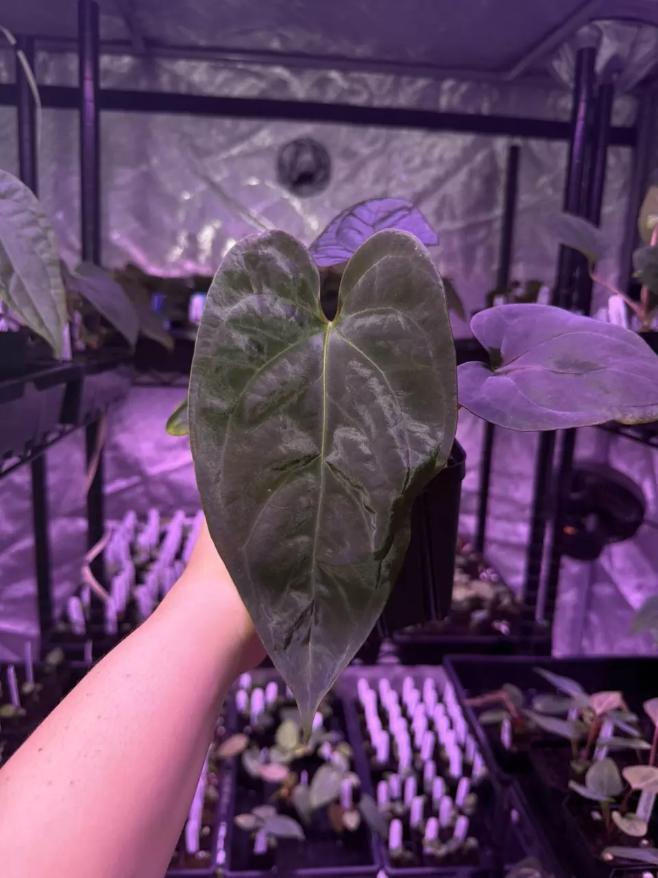 (#181) PAUS PICK Anthurium gx. “World War” (Mr. WW x warocqueanum) by BFF thumbnail