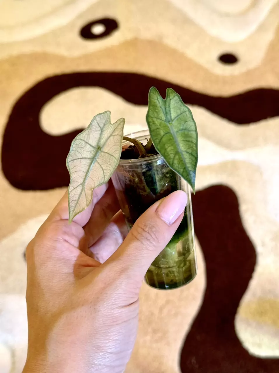 pink polly ghost mint 👻💕 thumbnail