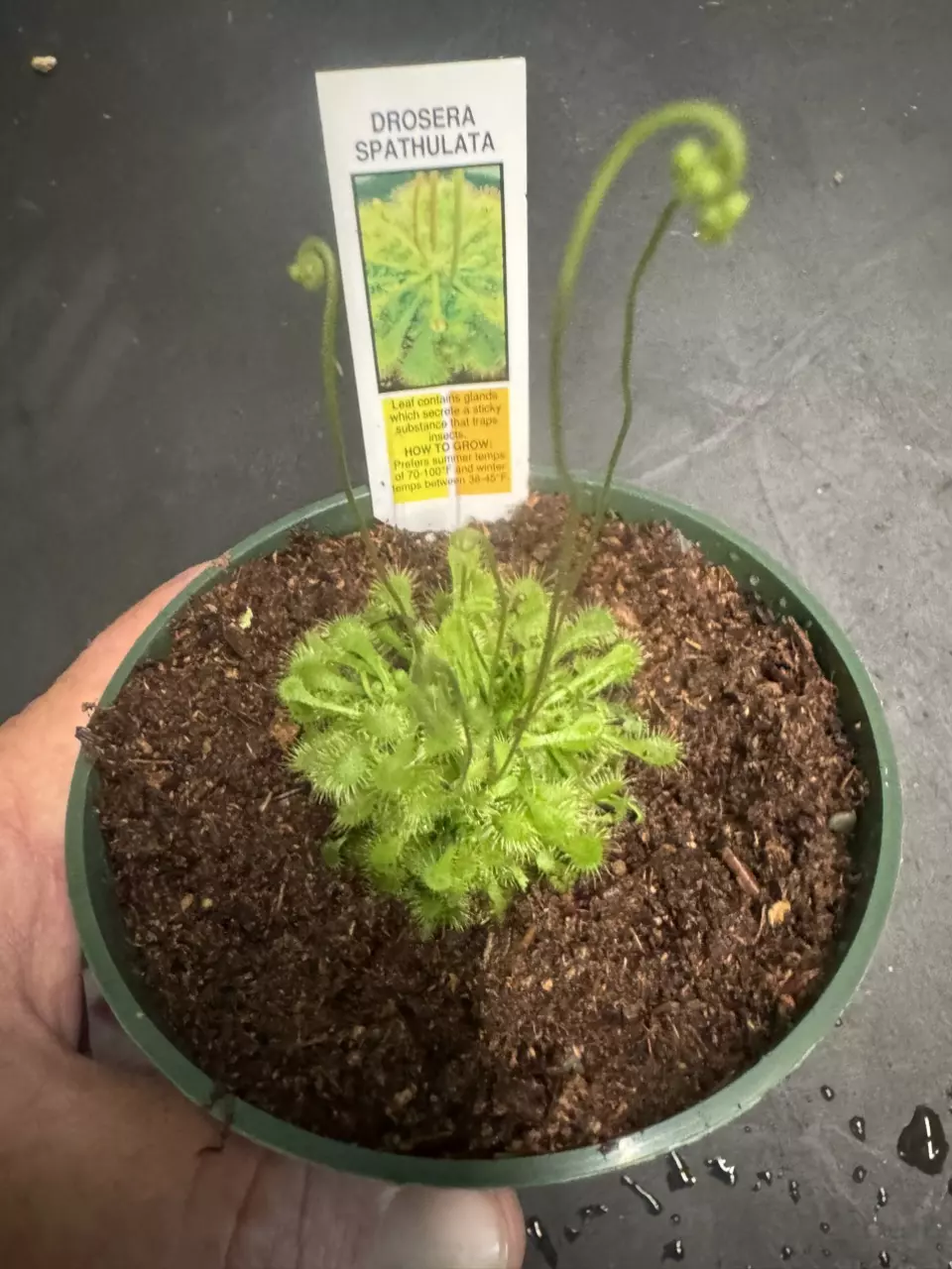 Drosera Spathulata aka Sundew thumbnail