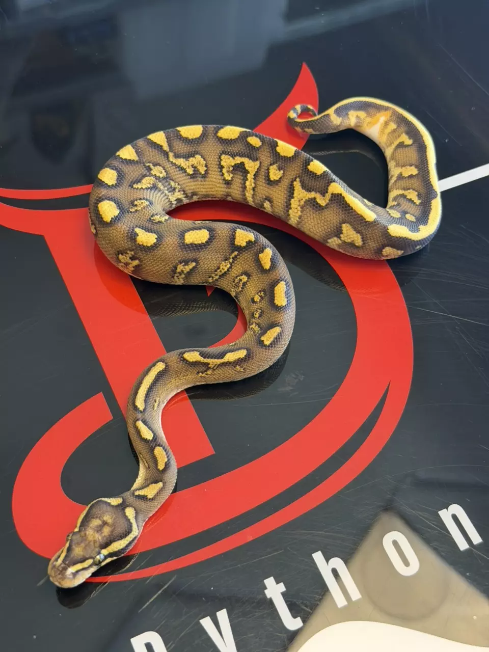 Hurricane Super Enchi GHI Vanilla Leopard Yellowbelly Dbl Het Clown & Piebald thumbnail