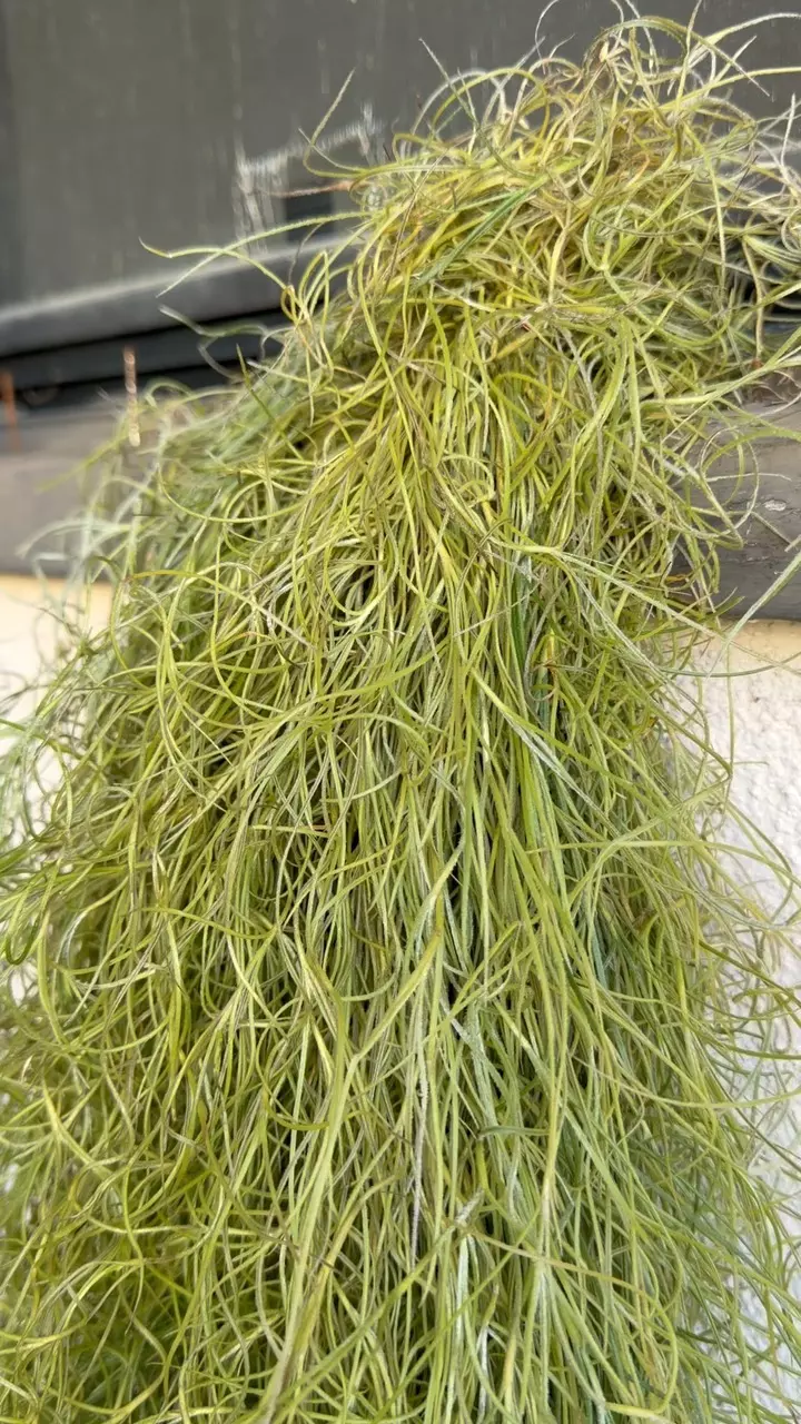 🌿 LIVE SPANISH MOSS — COLOMBIAN THICK FORM

8+ FEET LONG • FRESH • FULL • SHOWST thumbnail