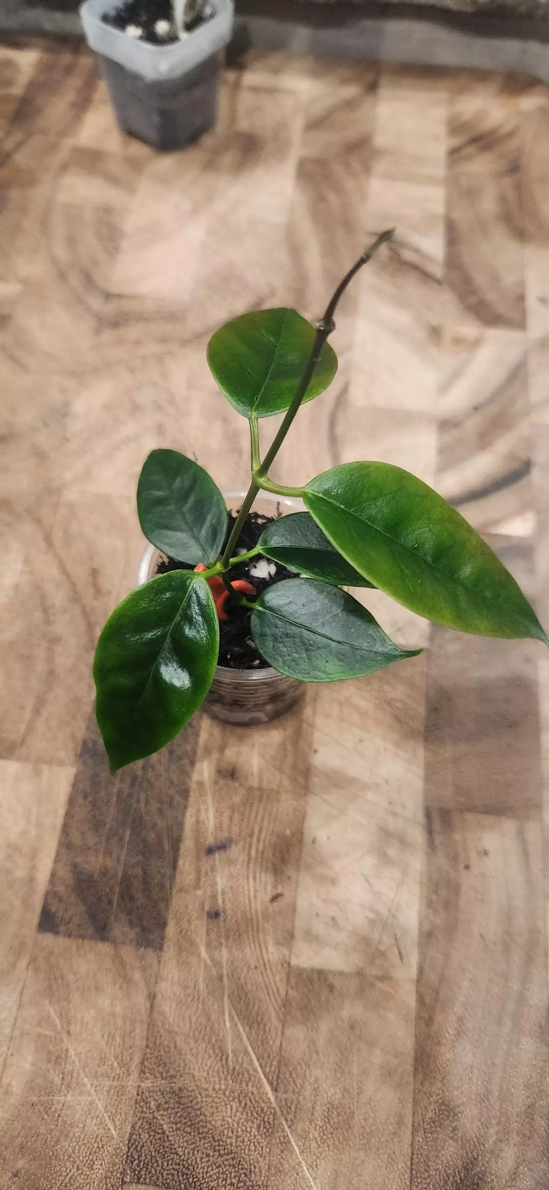 783 Iris Marie thumbnail