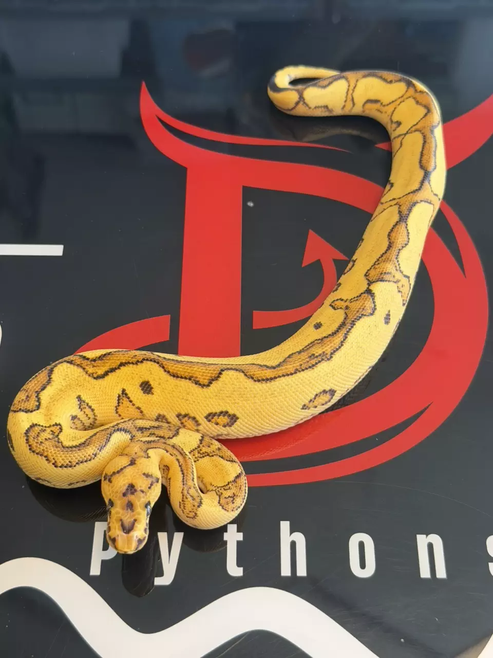 Orange Dream Firefly Yellowbelly Clown thumbnail