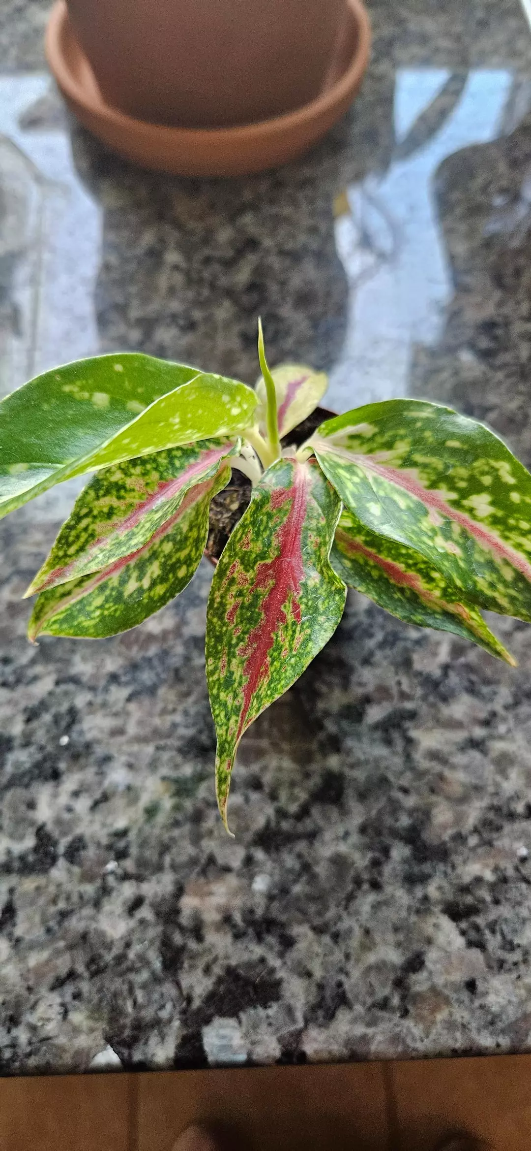 Aglaonema Night Sparkle 2in thumbnail