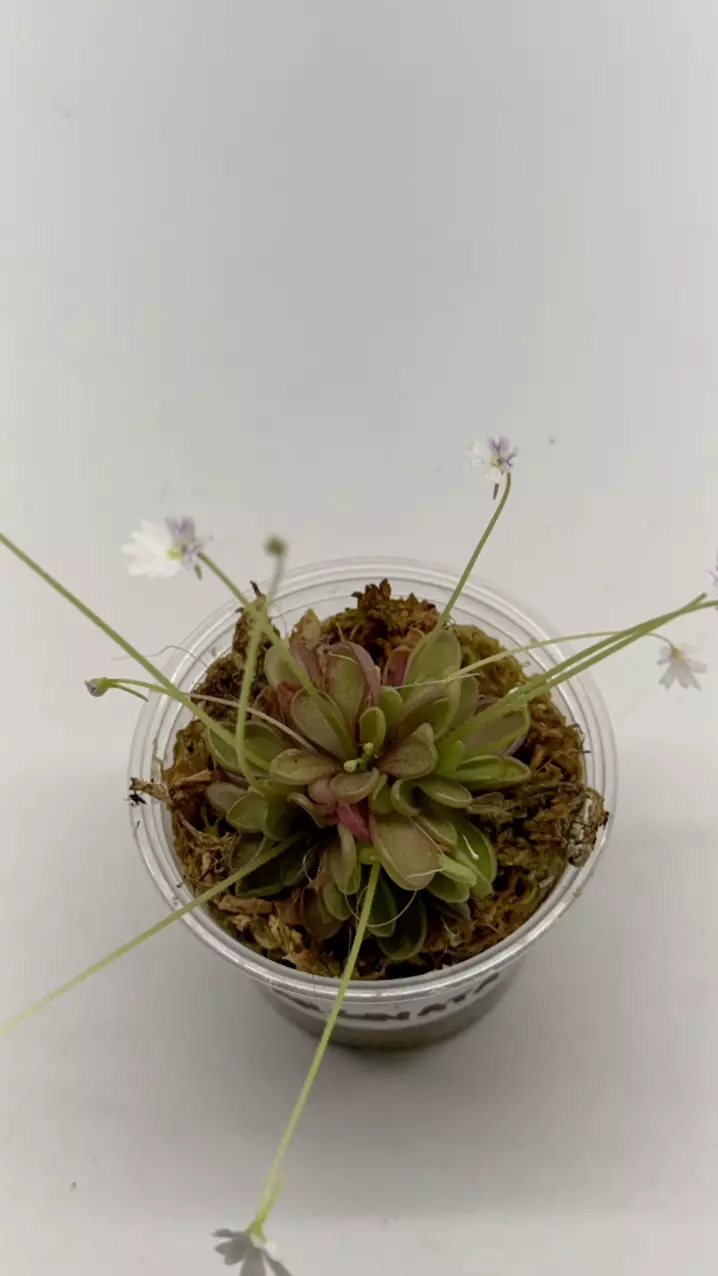Pinguicula emarginaga #01 thumbnail