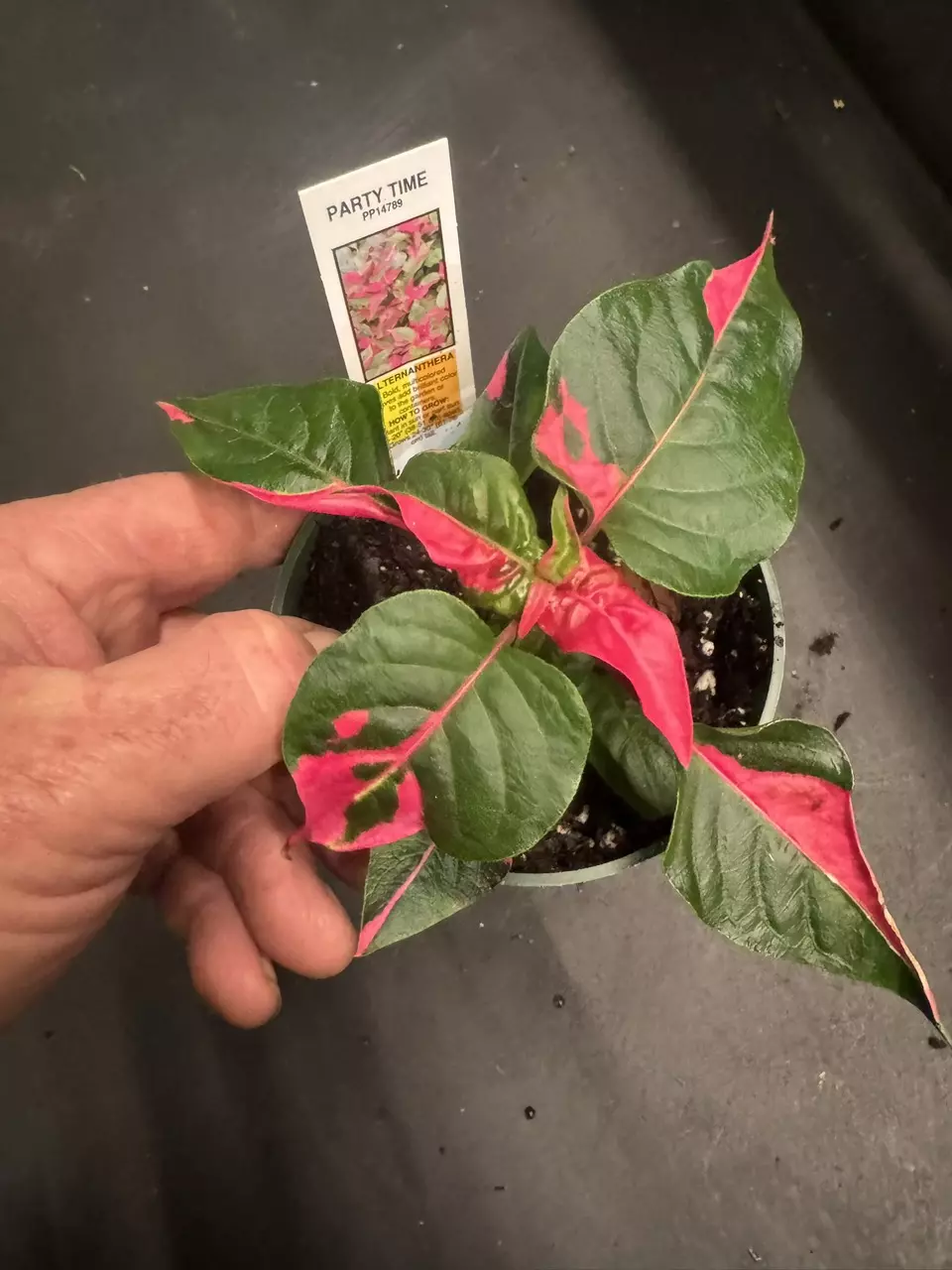 Alternanthera ‘Party Time’ thumbnail