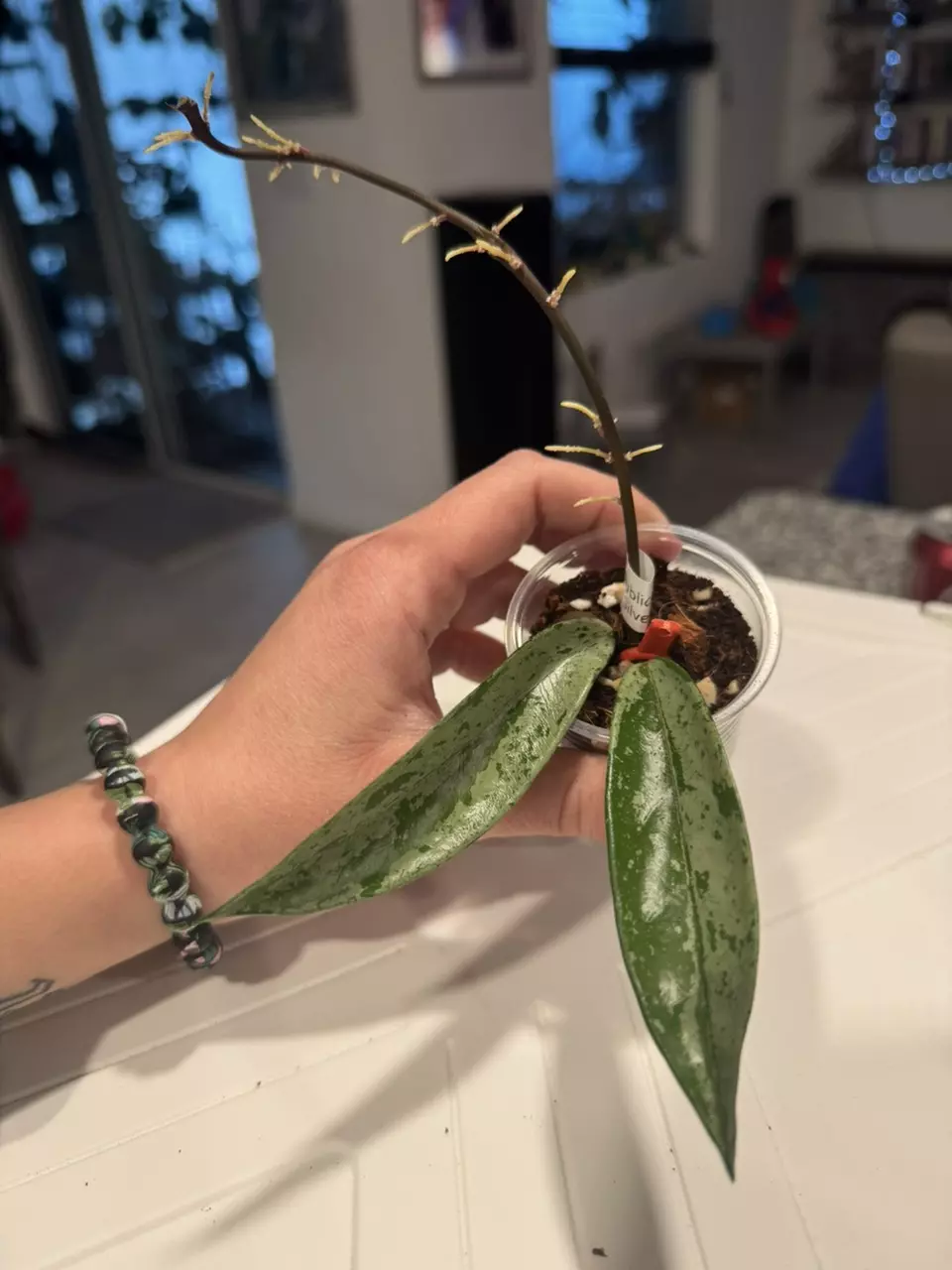 Hoya Publicalyx Silver B thumbnail