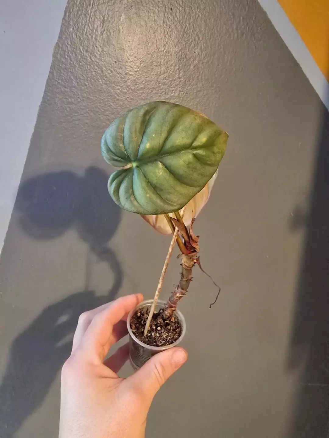 Sp columbia thumbnail