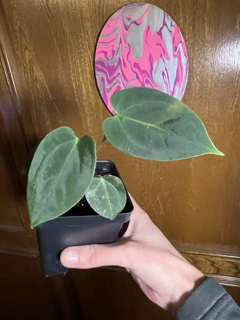 (FS x RL x BVEP) x (mag pap x regale) (FrstChoiceBotanicals) thumbnail