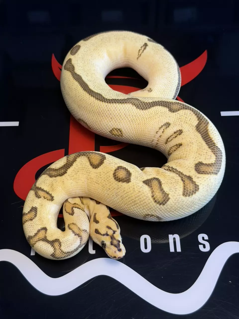 Spotnose Enchi Clown (Possible Lace) thumbnail