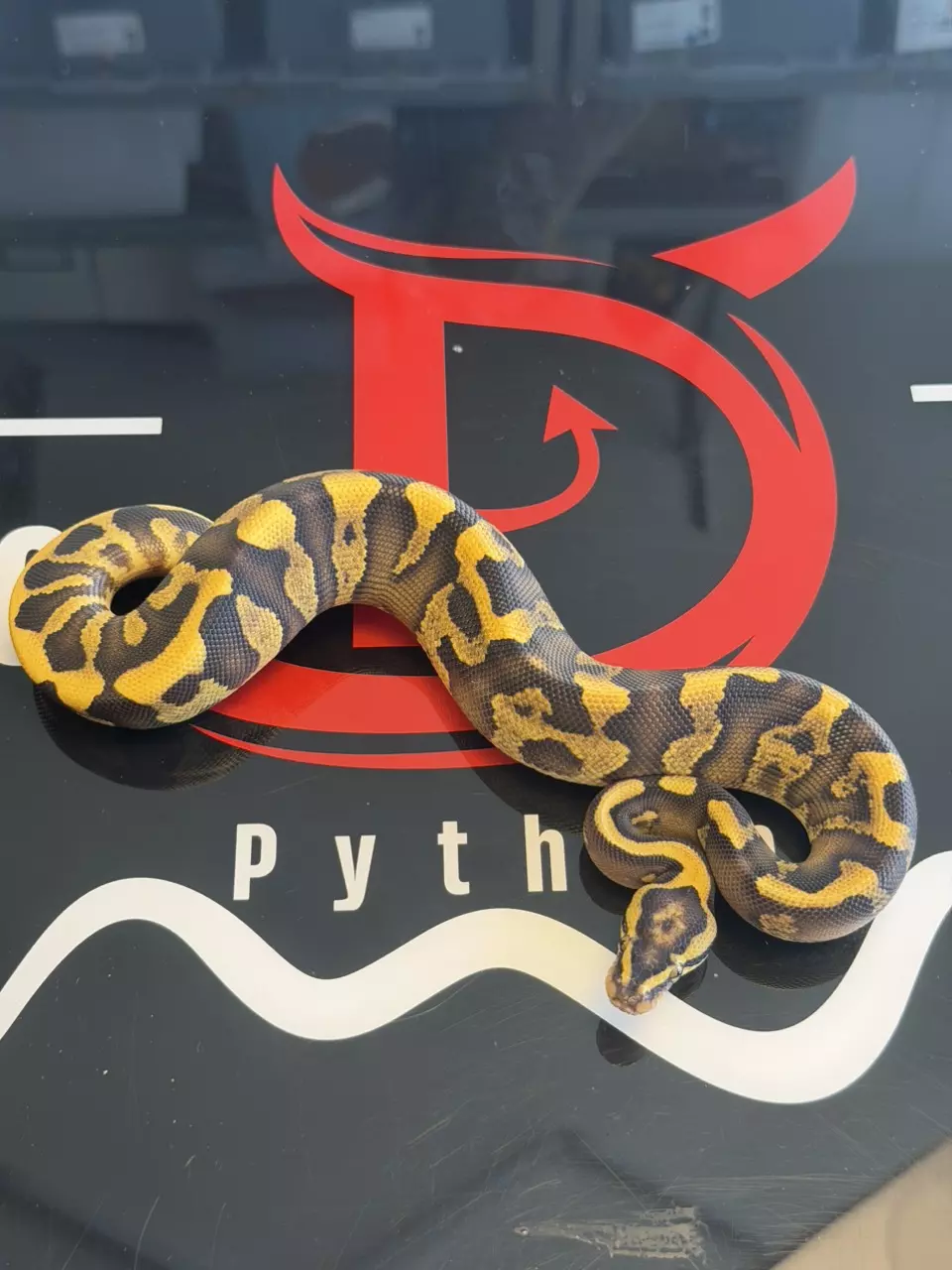 Super Enchi GHI Leopard Yellowbelly Vanilla Dbl Het Clown Piebald thumbnail