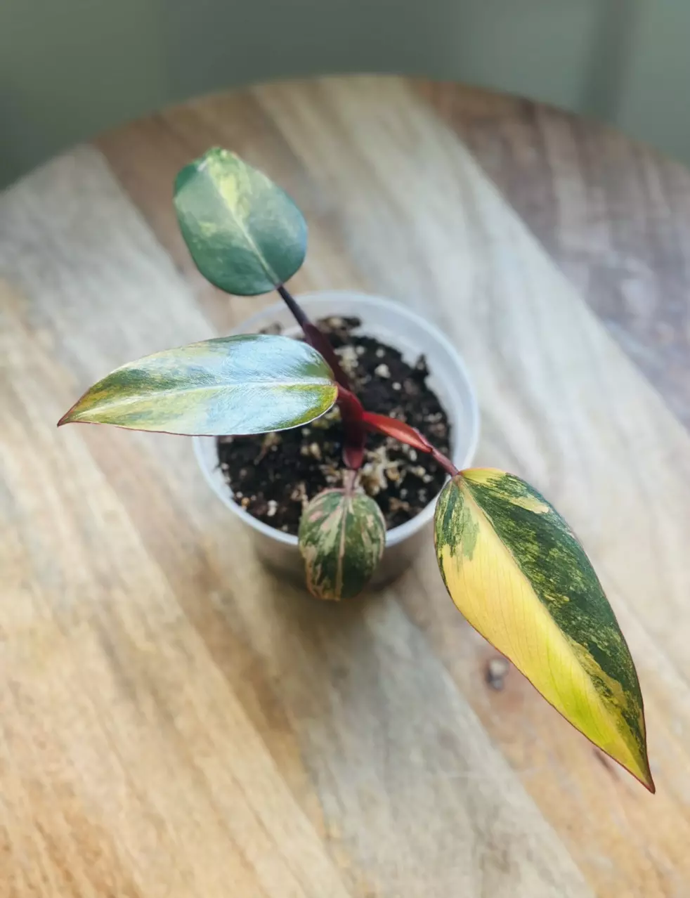 Philodendron Strawberry Shake thumbnail