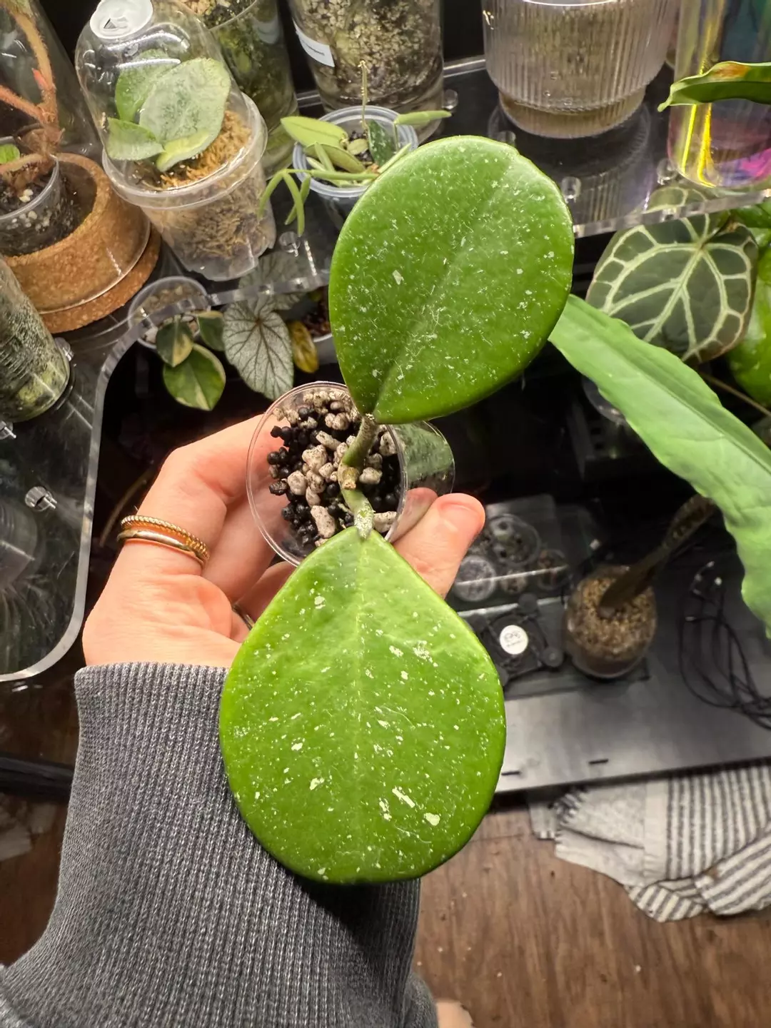 Hoya obovata splash thumbnail